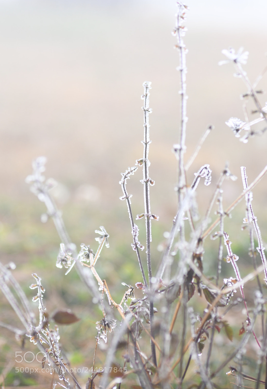 Nikon D850 sample photo. A cold crystal morning photography