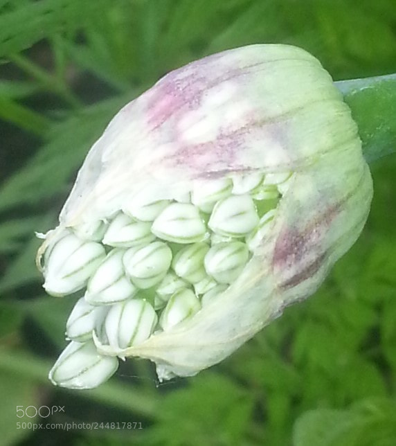 Samsung Galaxy S3 sample photo. Onion plant seeds emerging photography