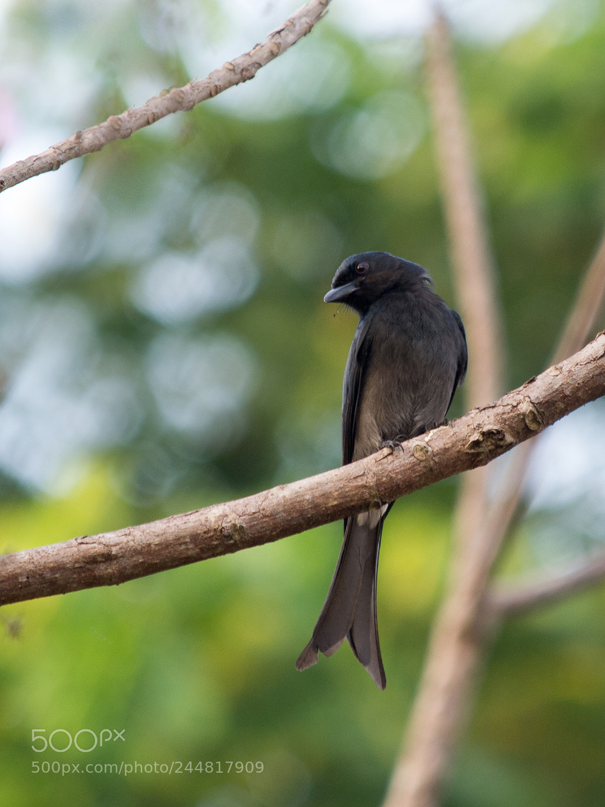 Olympus E-5 sample photo. White-bellied drongo photography