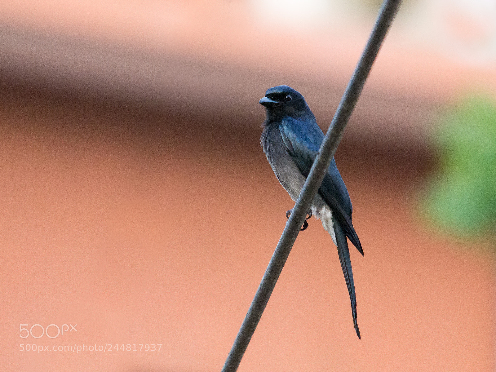 Olympus E-5 sample photo. White-bellied drongo photography
