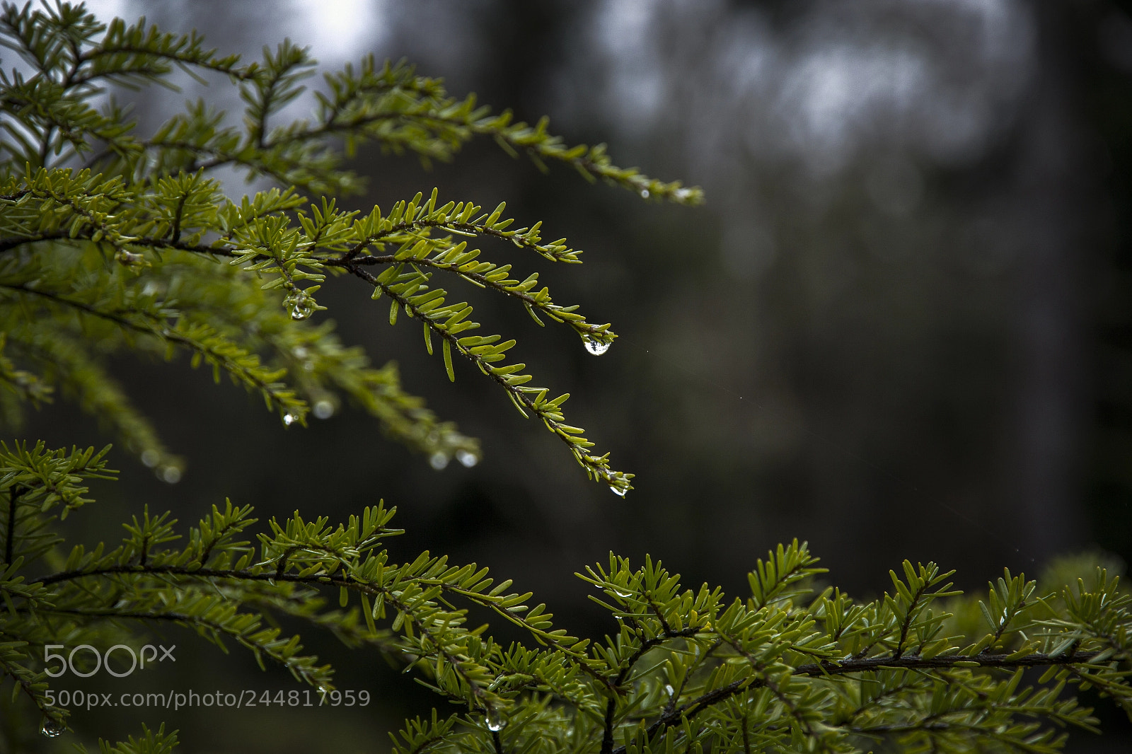 Canon EOS 550D (EOS Rebel T2i / EOS Kiss X4) sample photo. Rainy photography