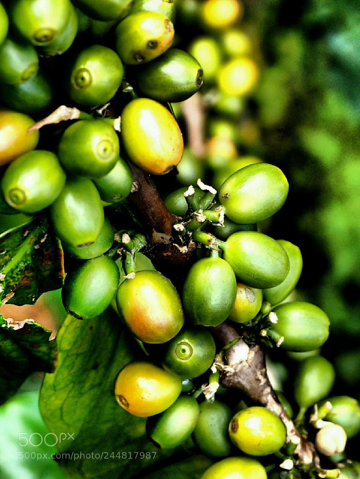 Olympus PEN E-PL7 sample photo. Coffee cherries: un-ripened photography