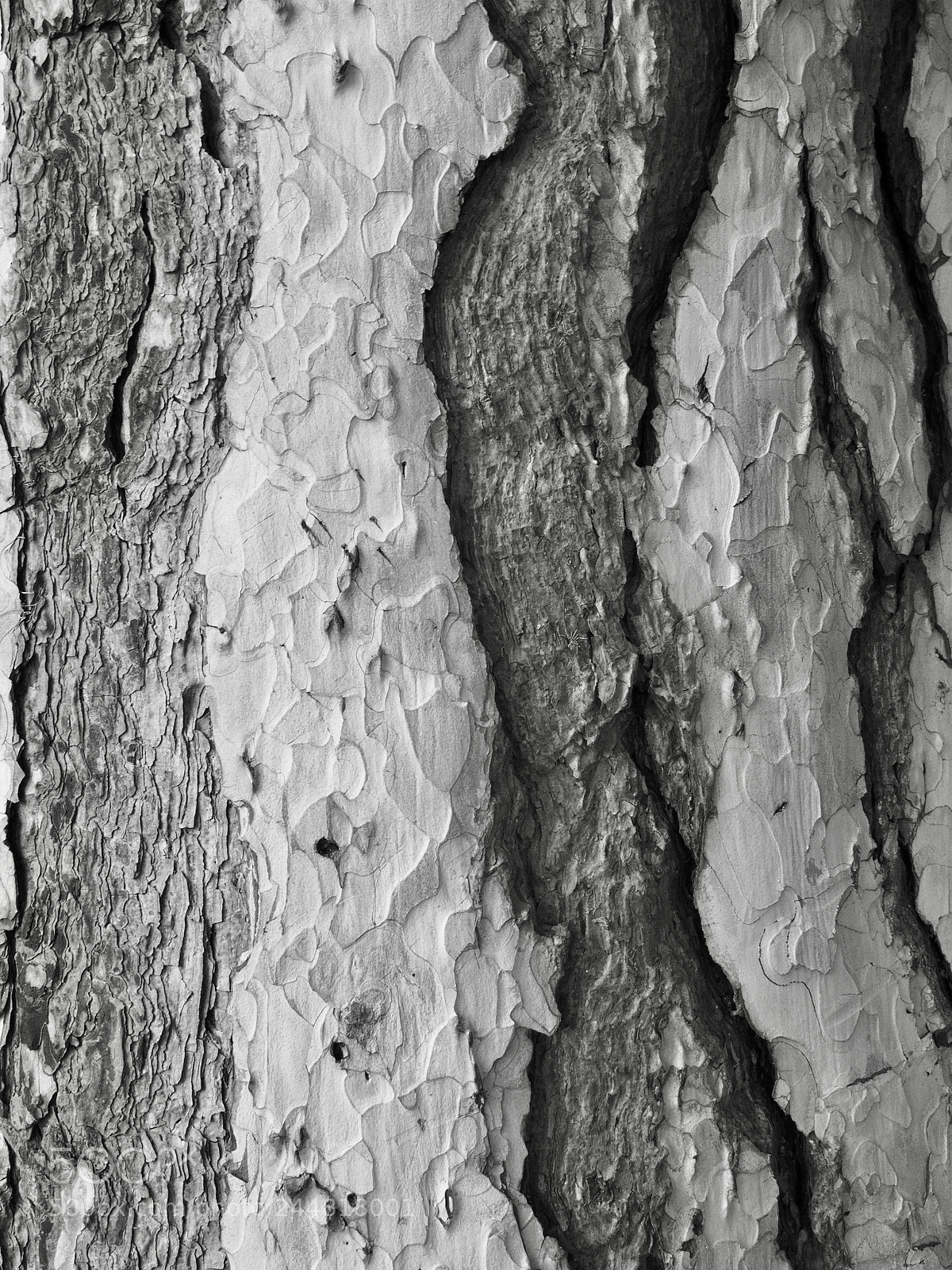 Olympus OM-D E-M10 II sample photo. Bark photography