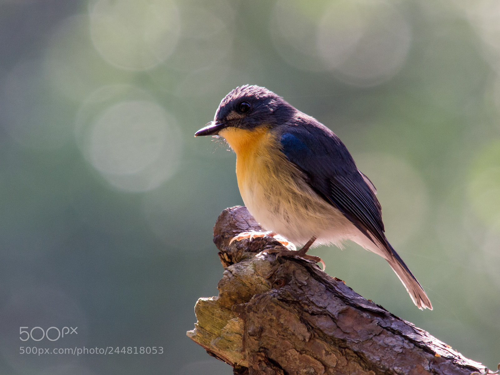 Olympus E-5 sample photo. Tickell's blue flycatcher photography