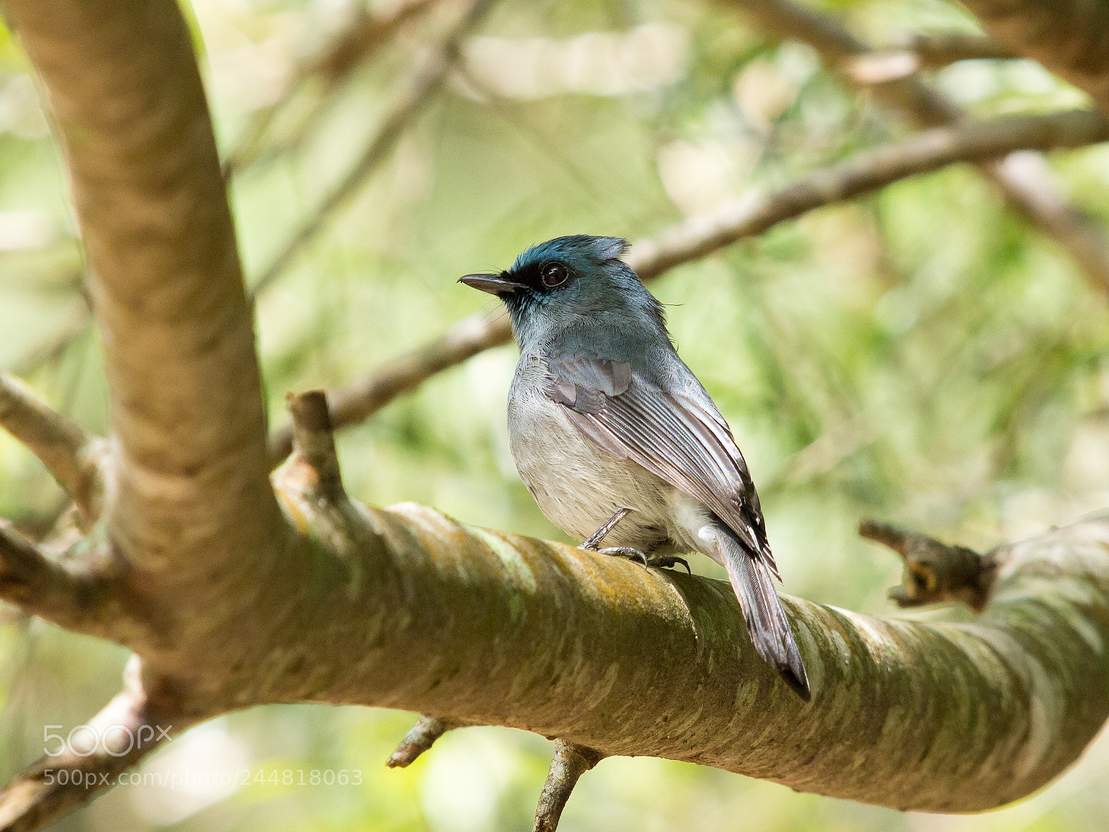 Olympus E-5 sample photo. Dull-blue flycatcher photography