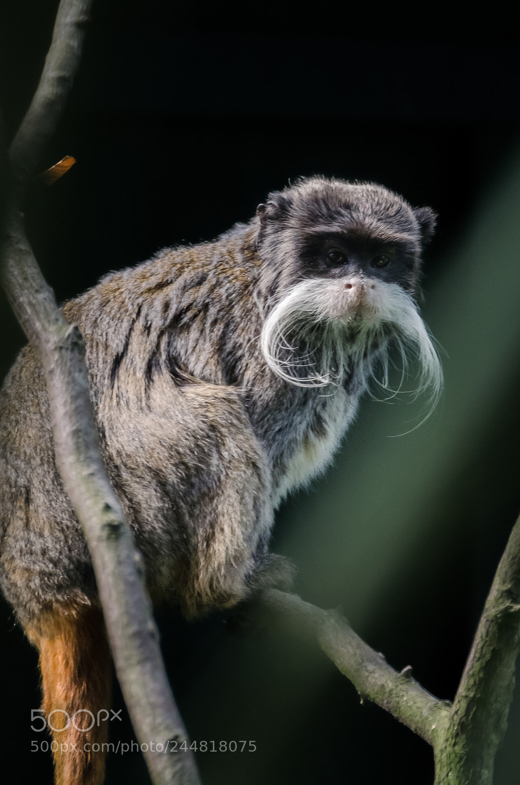 Nikon D5100 sample photo. Tamarin empereur-emperor tamarin photography