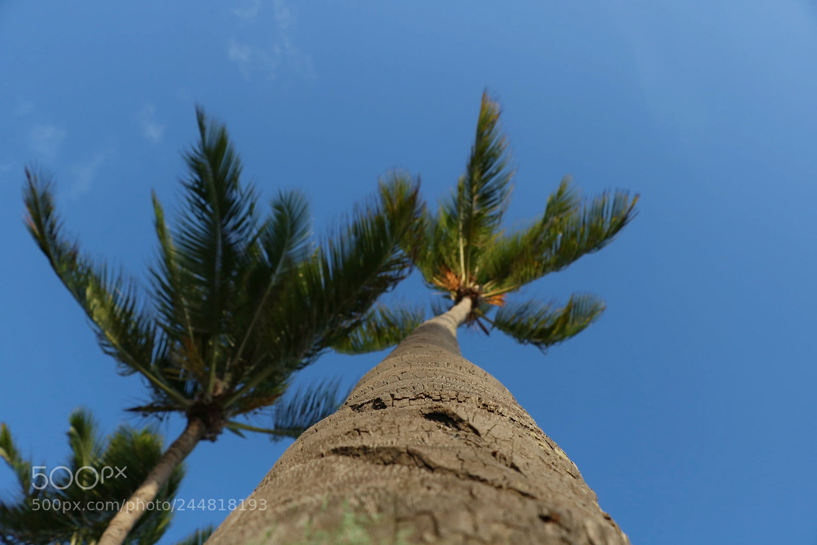 Canon EOS 750D (EOS Rebel T6i / EOS Kiss X8i) sample photo. Coconut tree photography