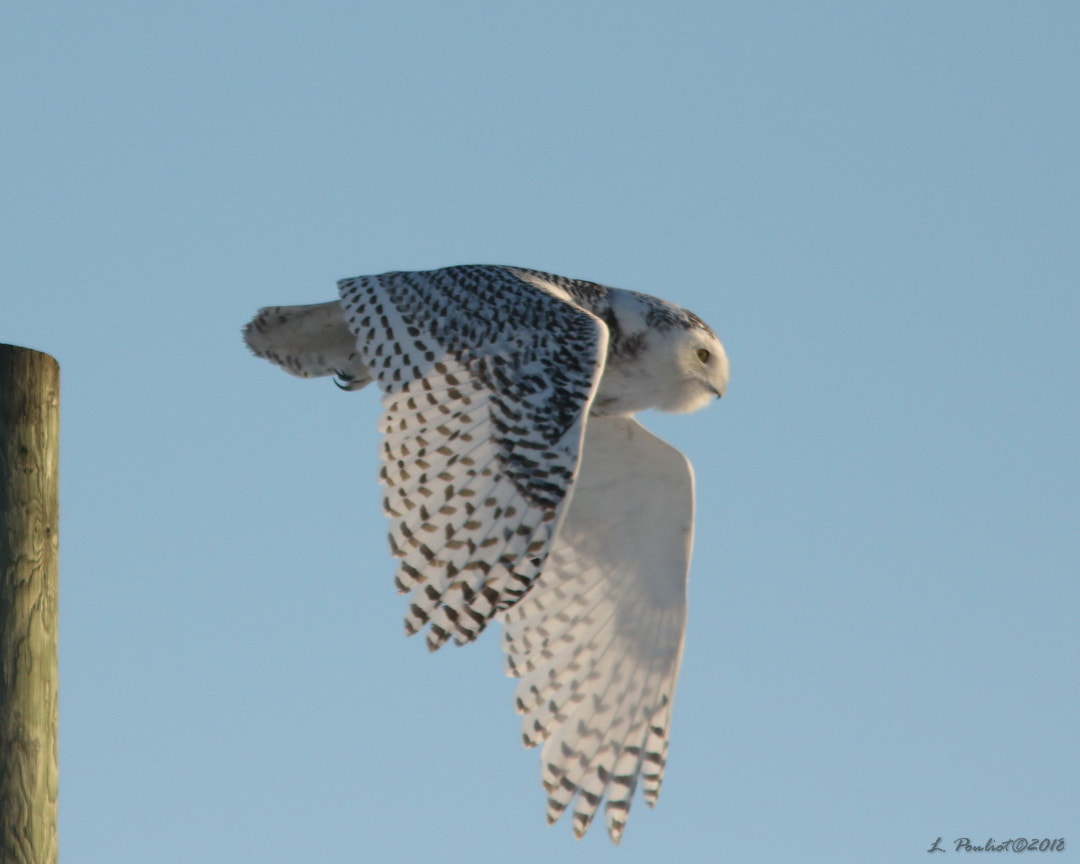 Canon EOS 7D Mark II + Canon EF 300mm F4L IS USM sample photo. Flying off / vol au départ photography