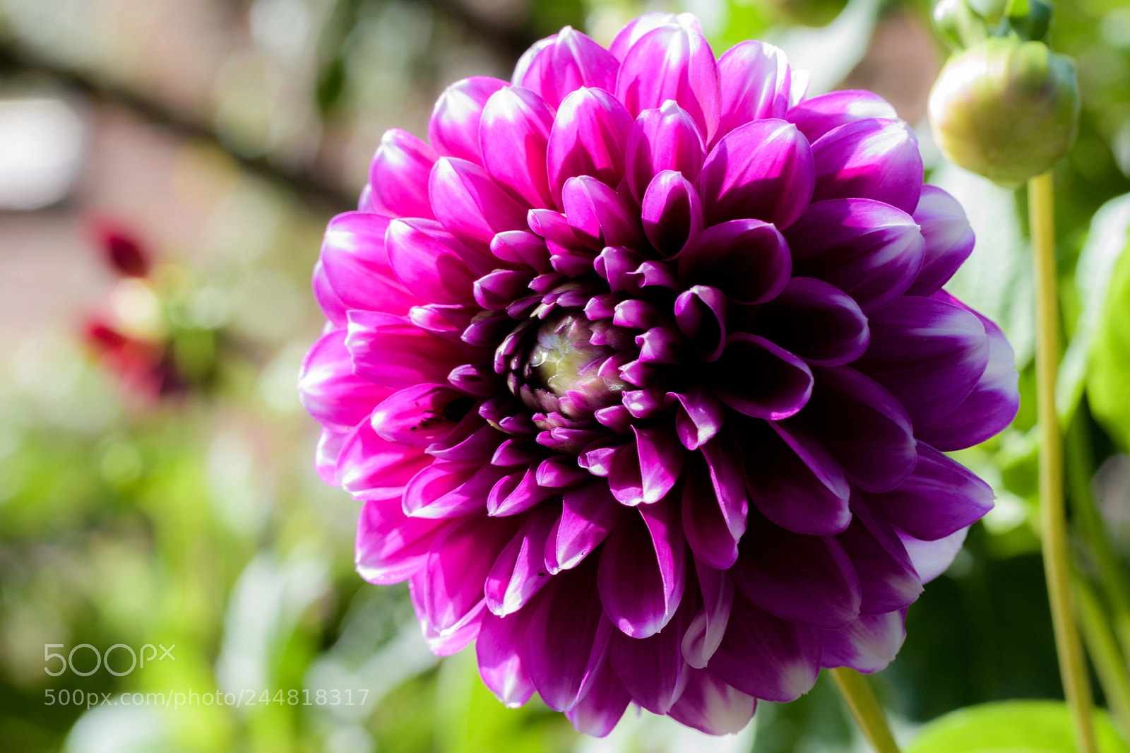 Nikon D5500 sample photo. Here i am.. photography