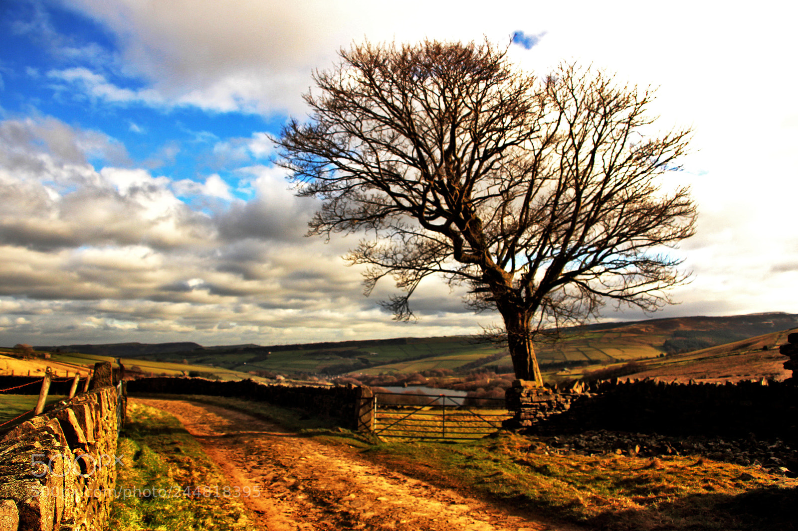 Canon EOS 100D (EOS Rebel SL1 / EOS Kiss X7) sample photo. Winter tree bradshaw photography
