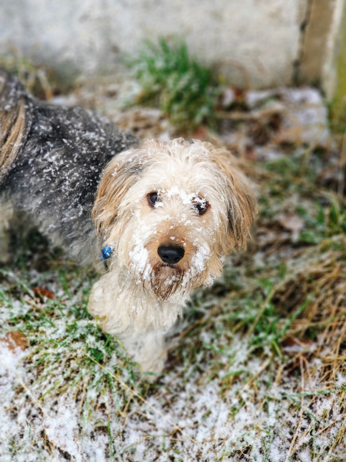 Xiaomi MI6 sample photo. Snow fun photography