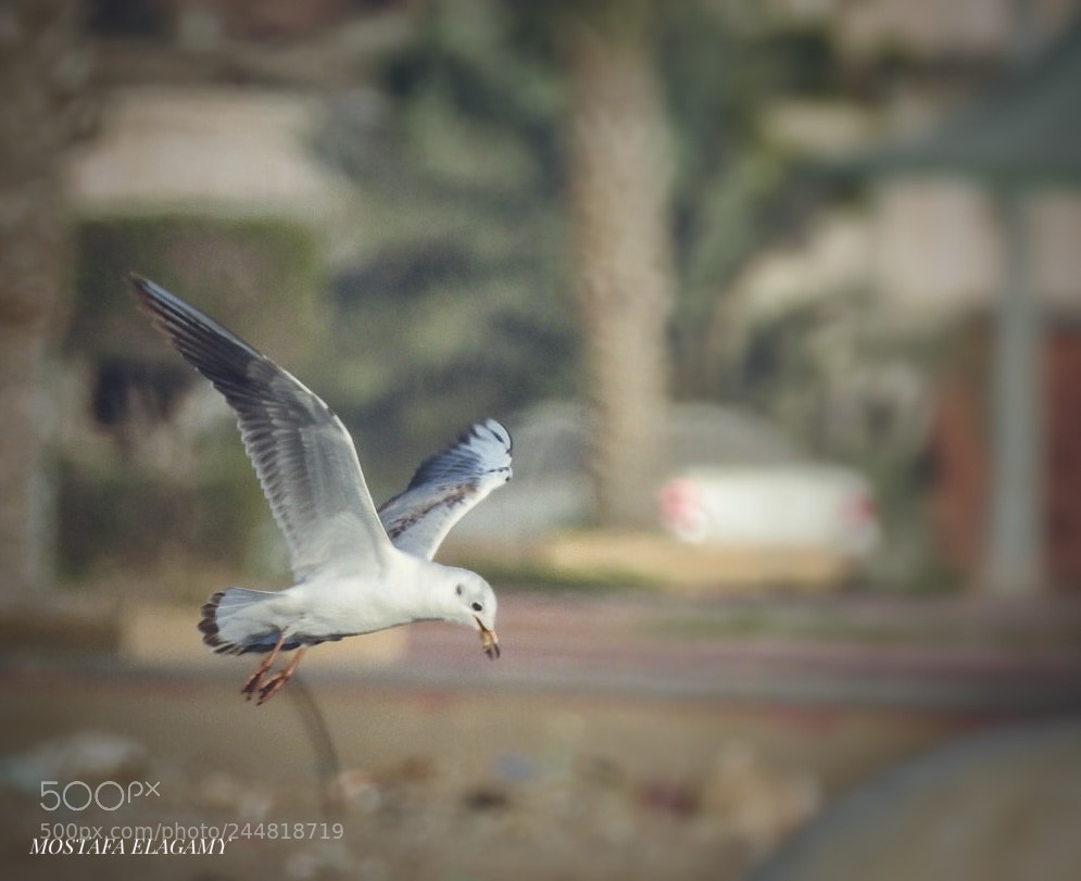 Nikon Coolpix P900 sample photo. Seagull photography