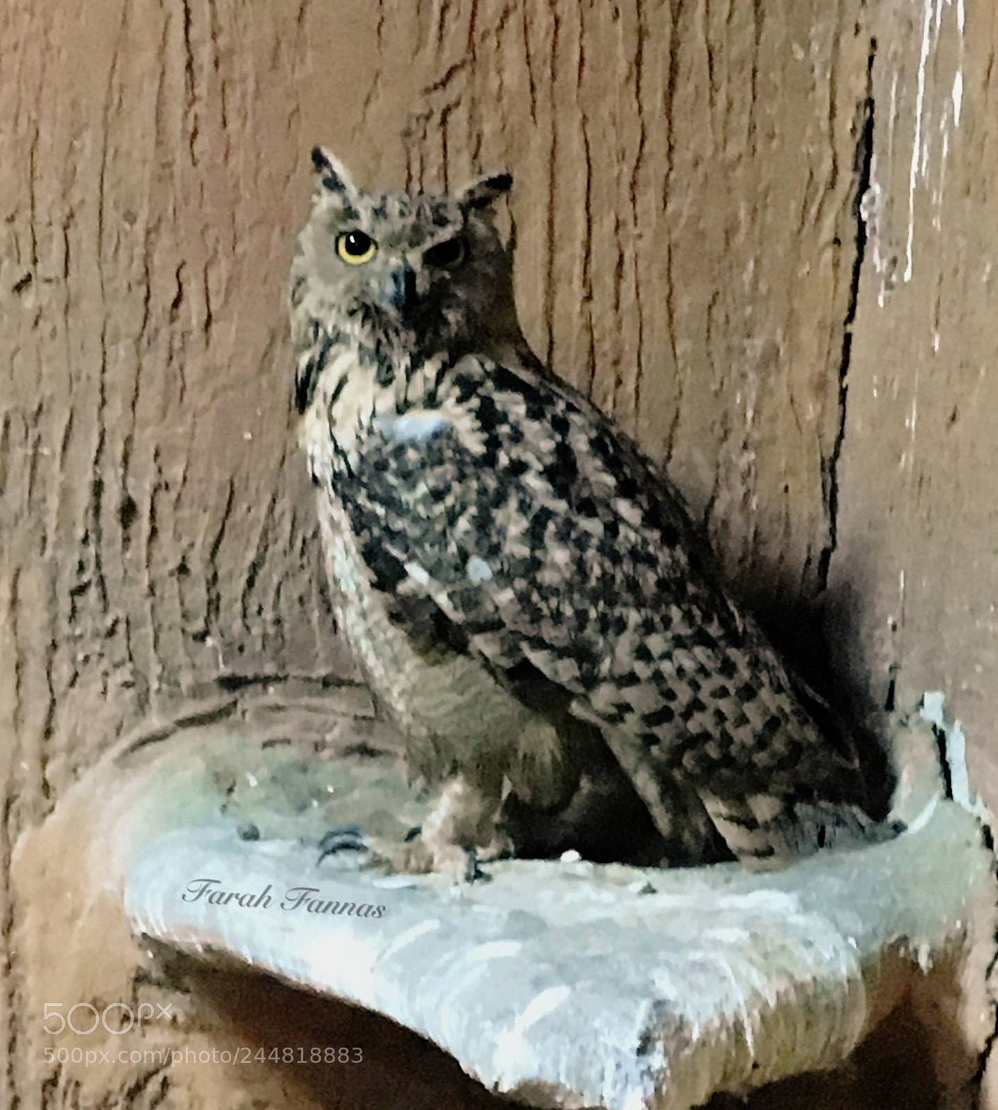Apple iPhone 6s sample photo. Owl  photography