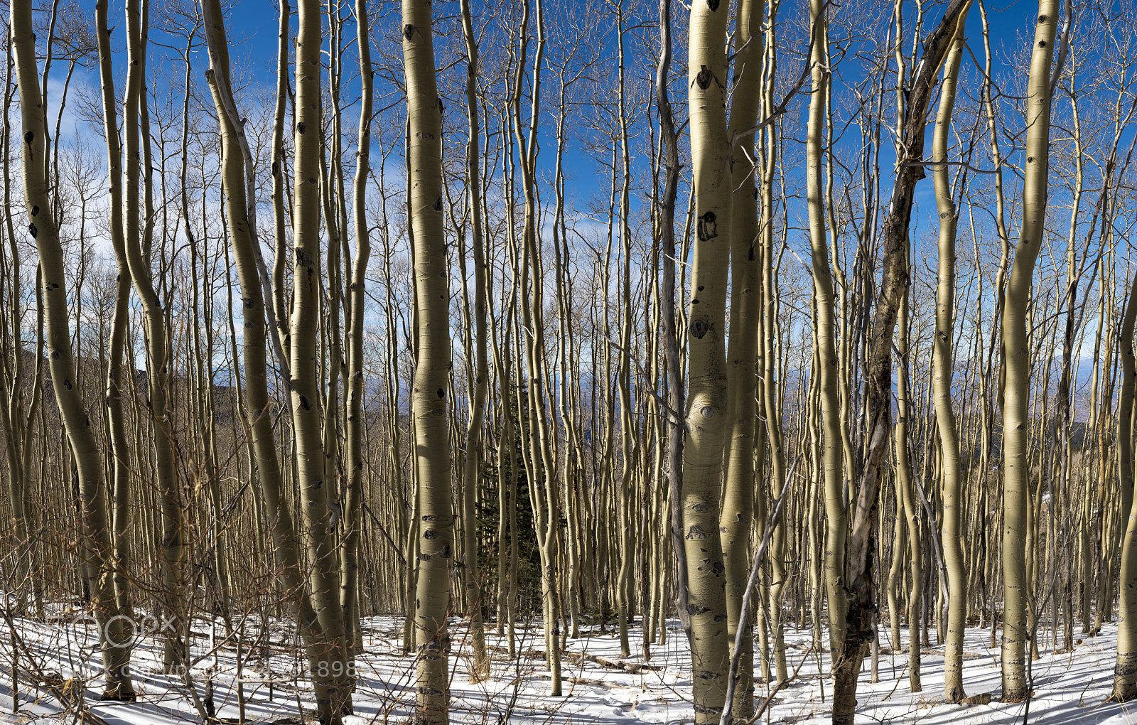 Nikon D810 sample photo. Can't see the forest... photography