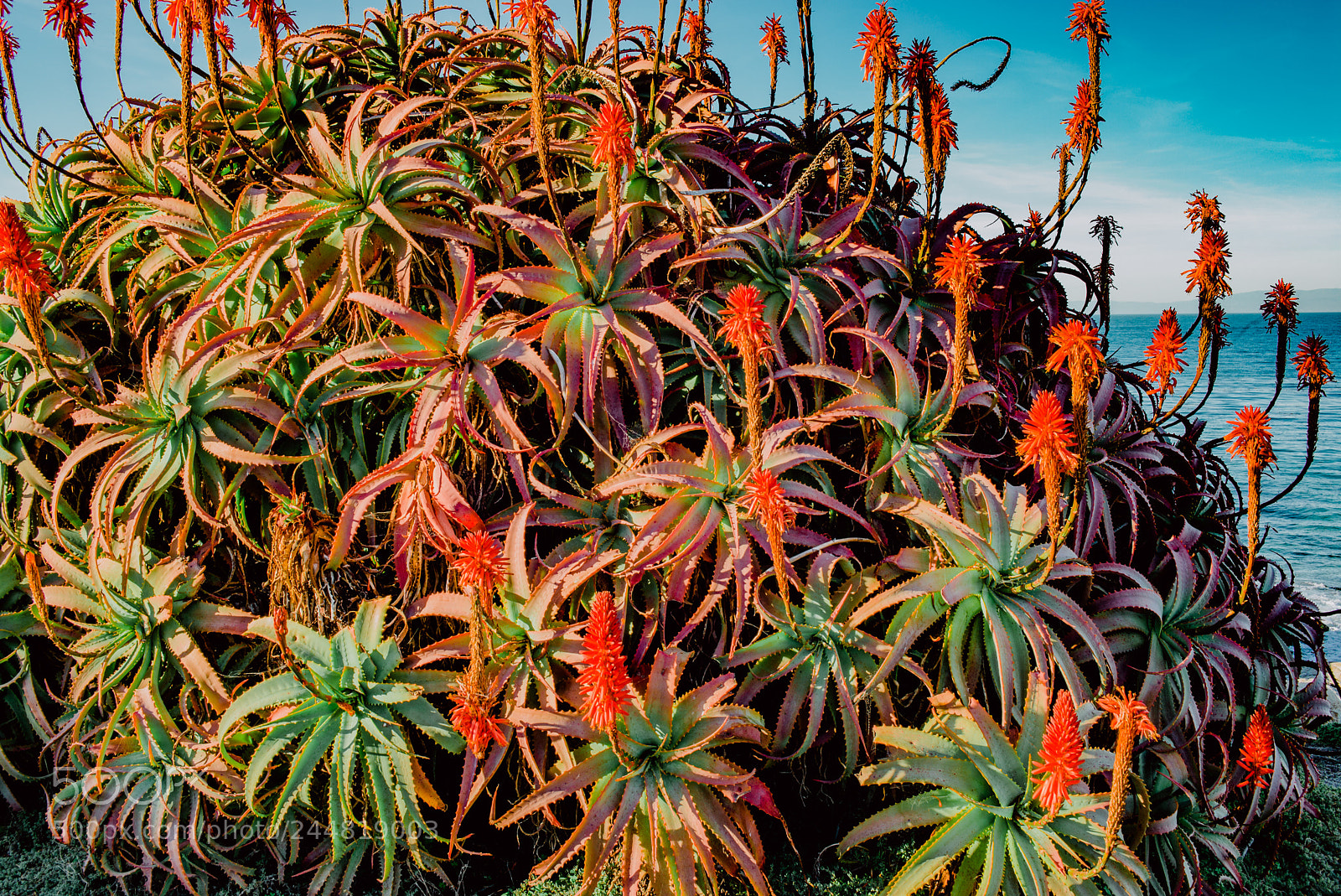 Leica M (Typ 240) sample photo. Monterey 35 photography