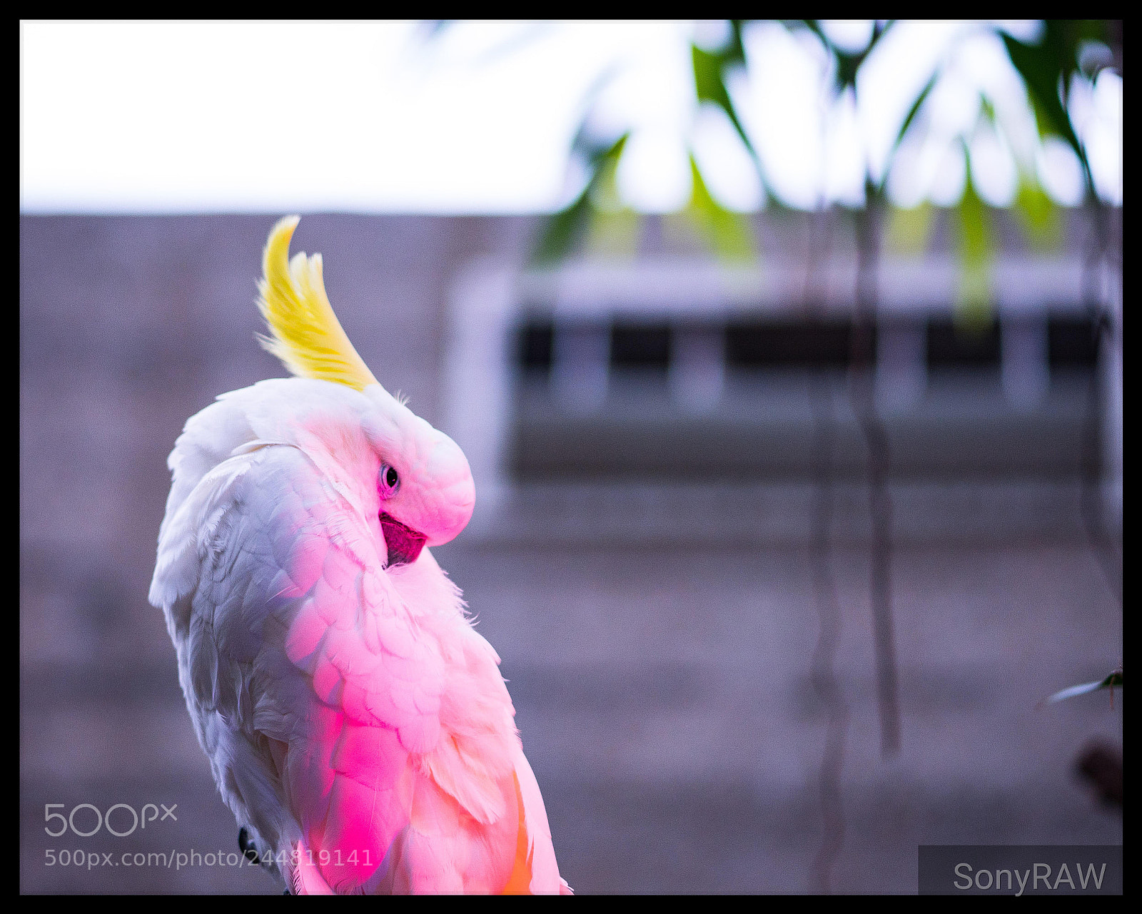 Sony a6500 sample photo. Feeling shy photography