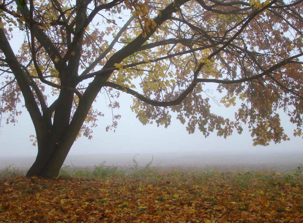 Sony DSC-H7 sample photo. Autumn romance.. photography