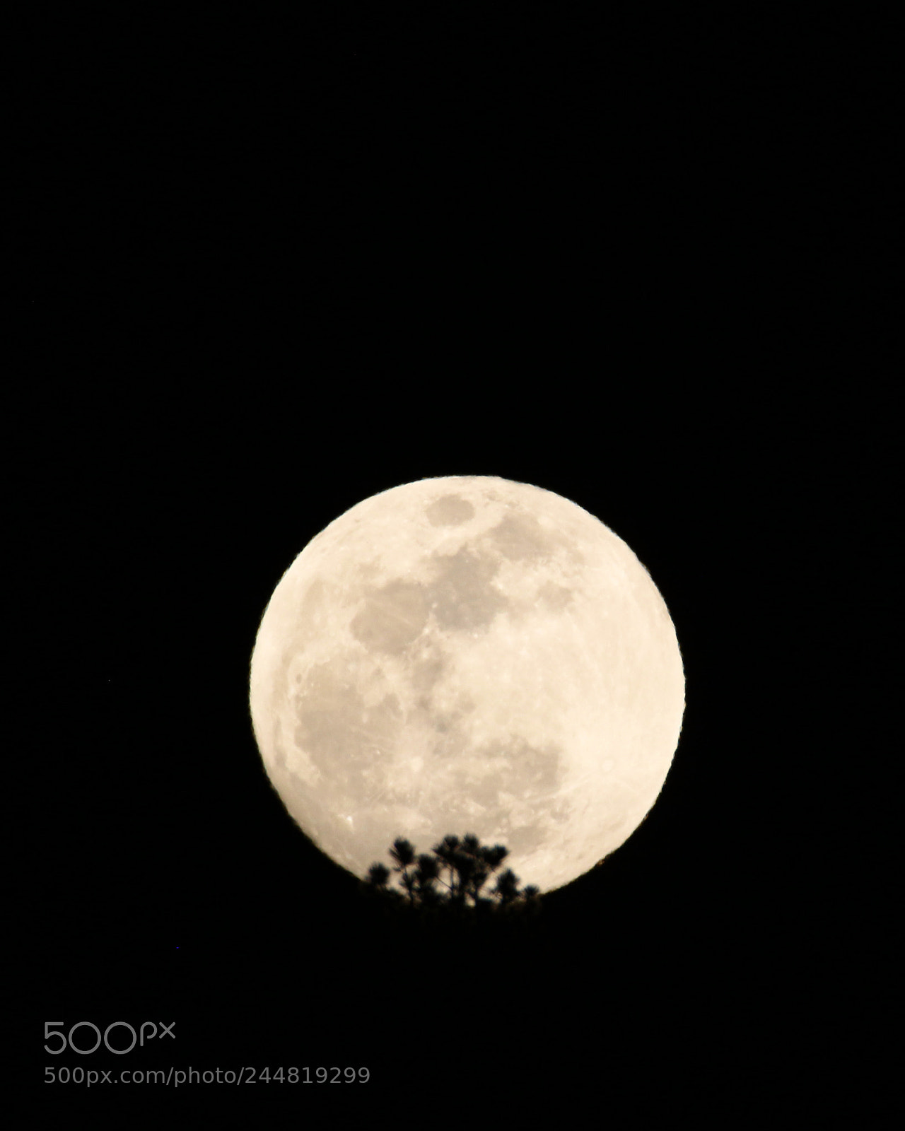 Canon EOS 700D (EOS Rebel T5i / EOS Kiss X7i) sample photo. Held by a tree photography