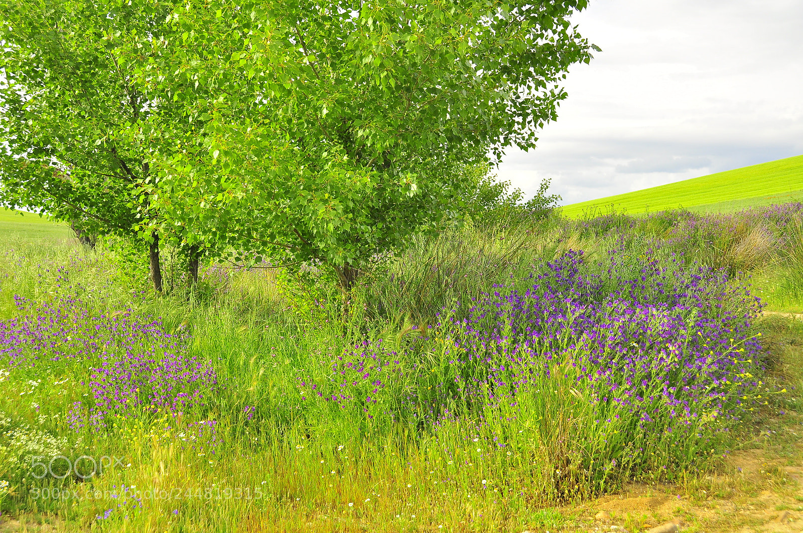 Nikon D90 sample photo. Ff o photography