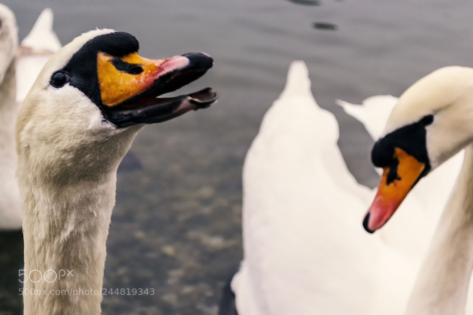 Nikon D3100 sample photo. Happy swan photography