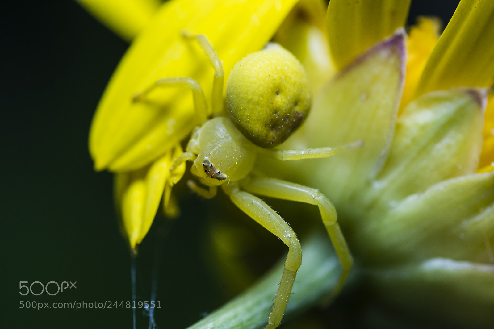 Nikon D7200 sample photo. Thomisidae sp. photography