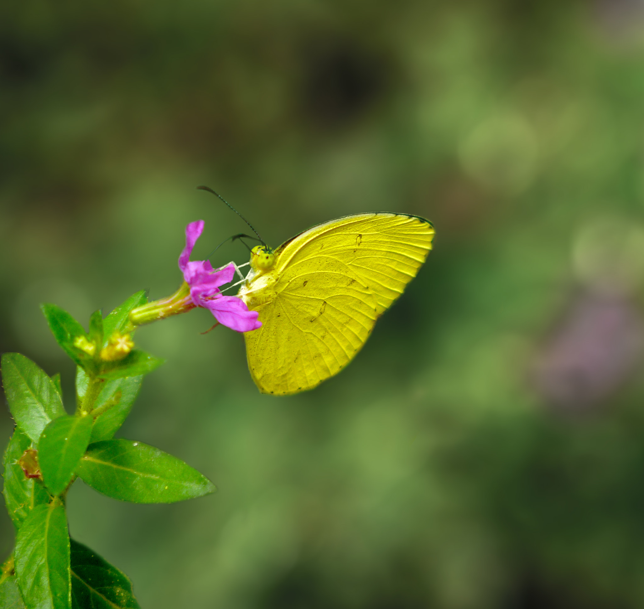 Panasonic DMC-S3 sample photo. Common grass yellow photography