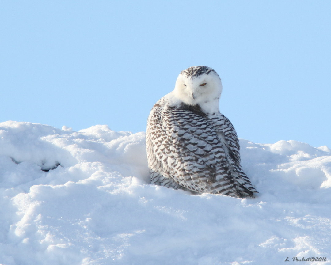 Canon EOS 7D Mark II + Canon EF 300mm F4L IS USM sample photo. Taking a break / un petit répit photography