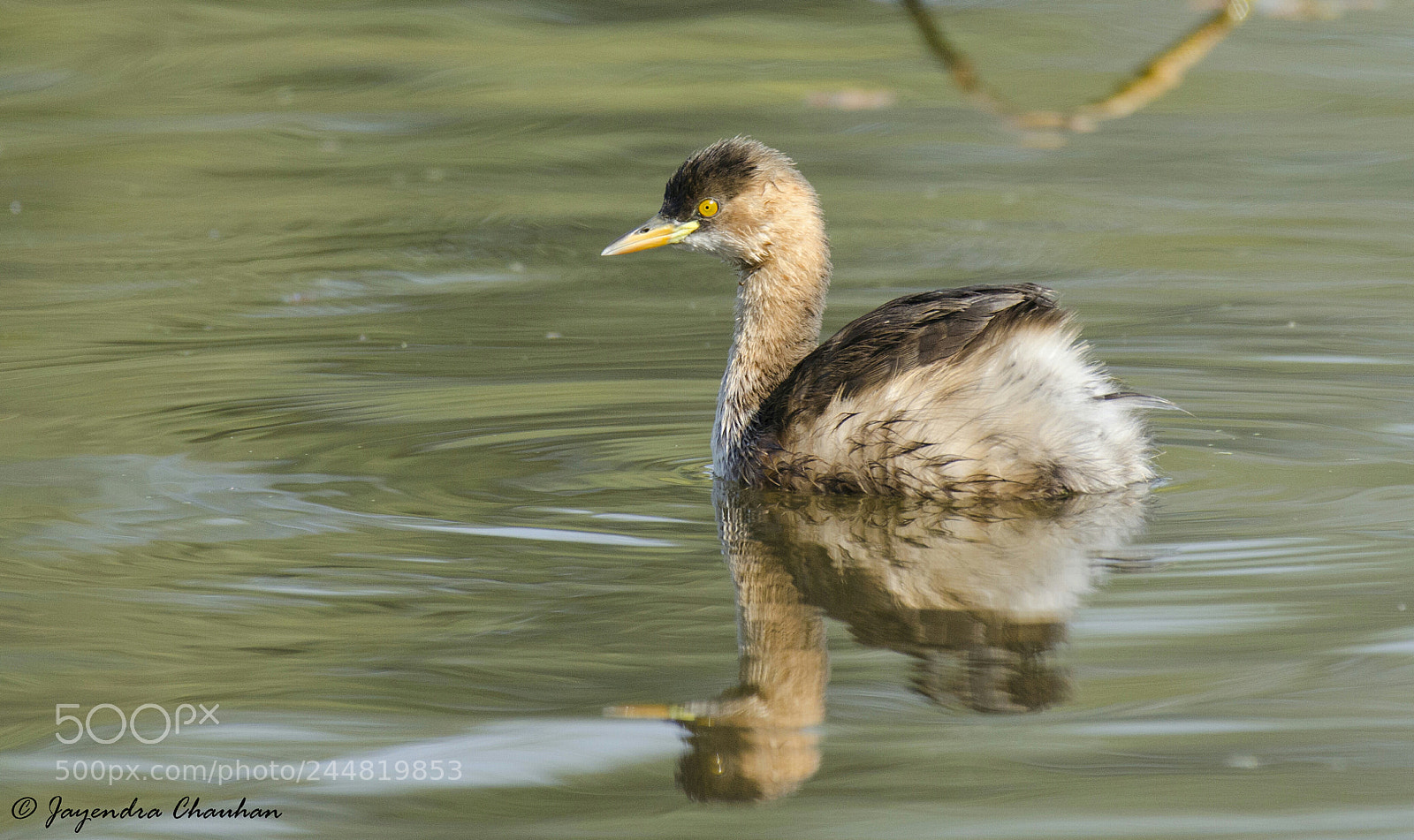Nikon D5100 sample photo. Little grebe photography