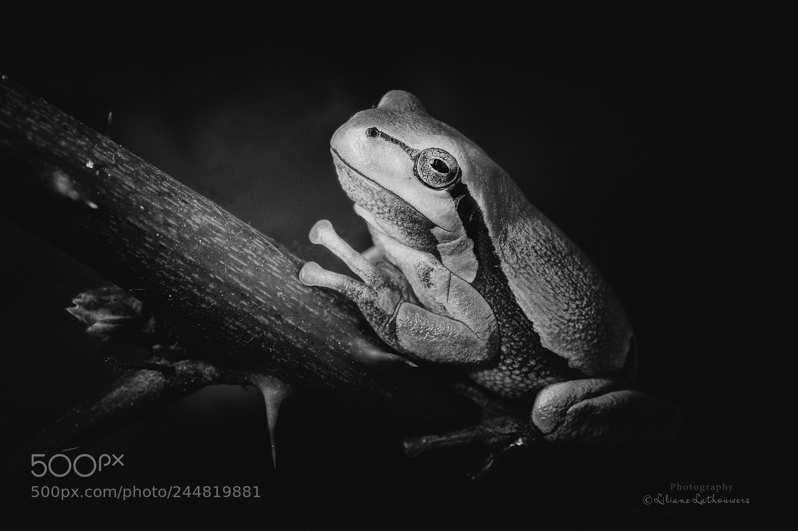 Canon EOS 6D sample photo. Tree frog photography
