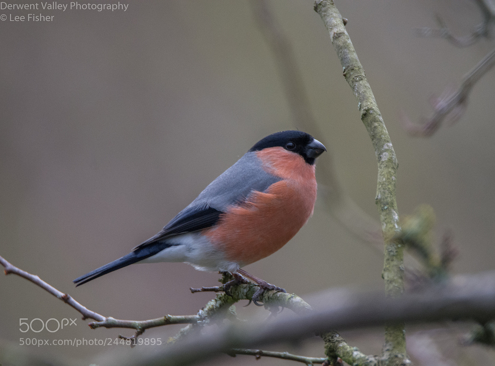 Nikon D7200 sample photo. Bullfinch photography