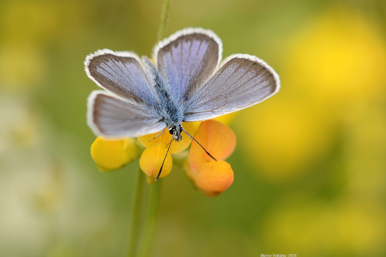 Nikon AF-S DX Micro-Nikkor 85mm F3.5G ED VR sample photo. Adonis blue photography