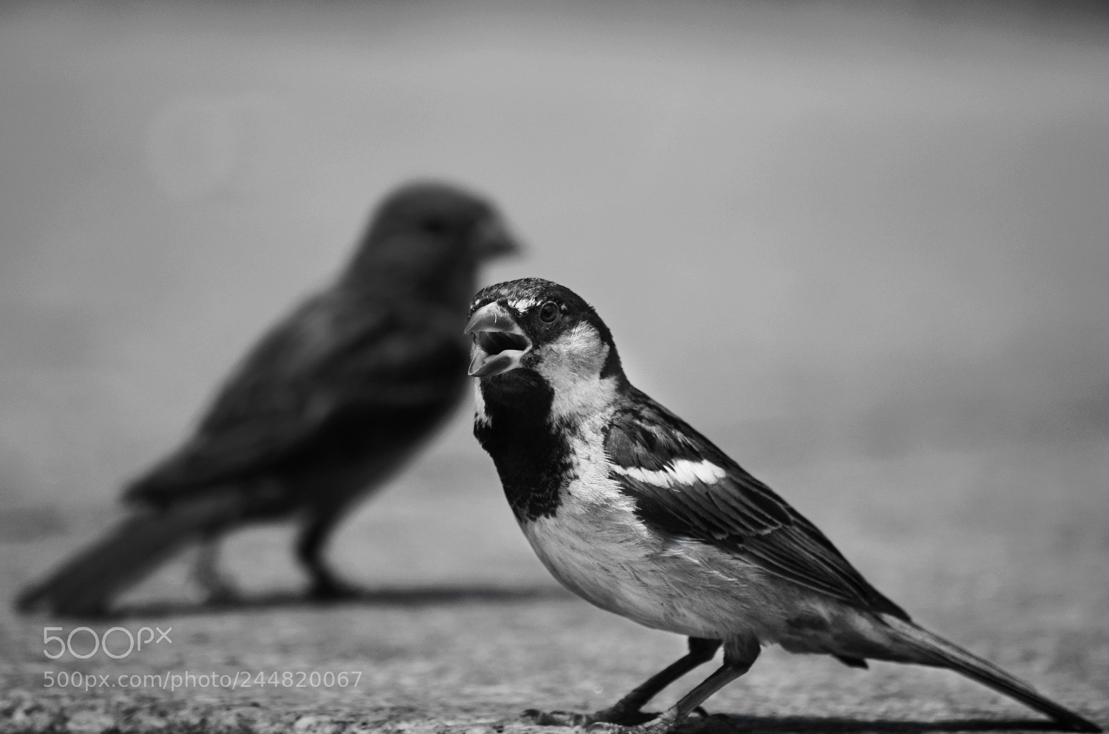 Nikon D5100 sample photo. Birds photography