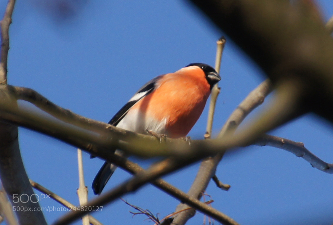 Sony Alpha DSLR-A580 sample photo. Dompfaff photography