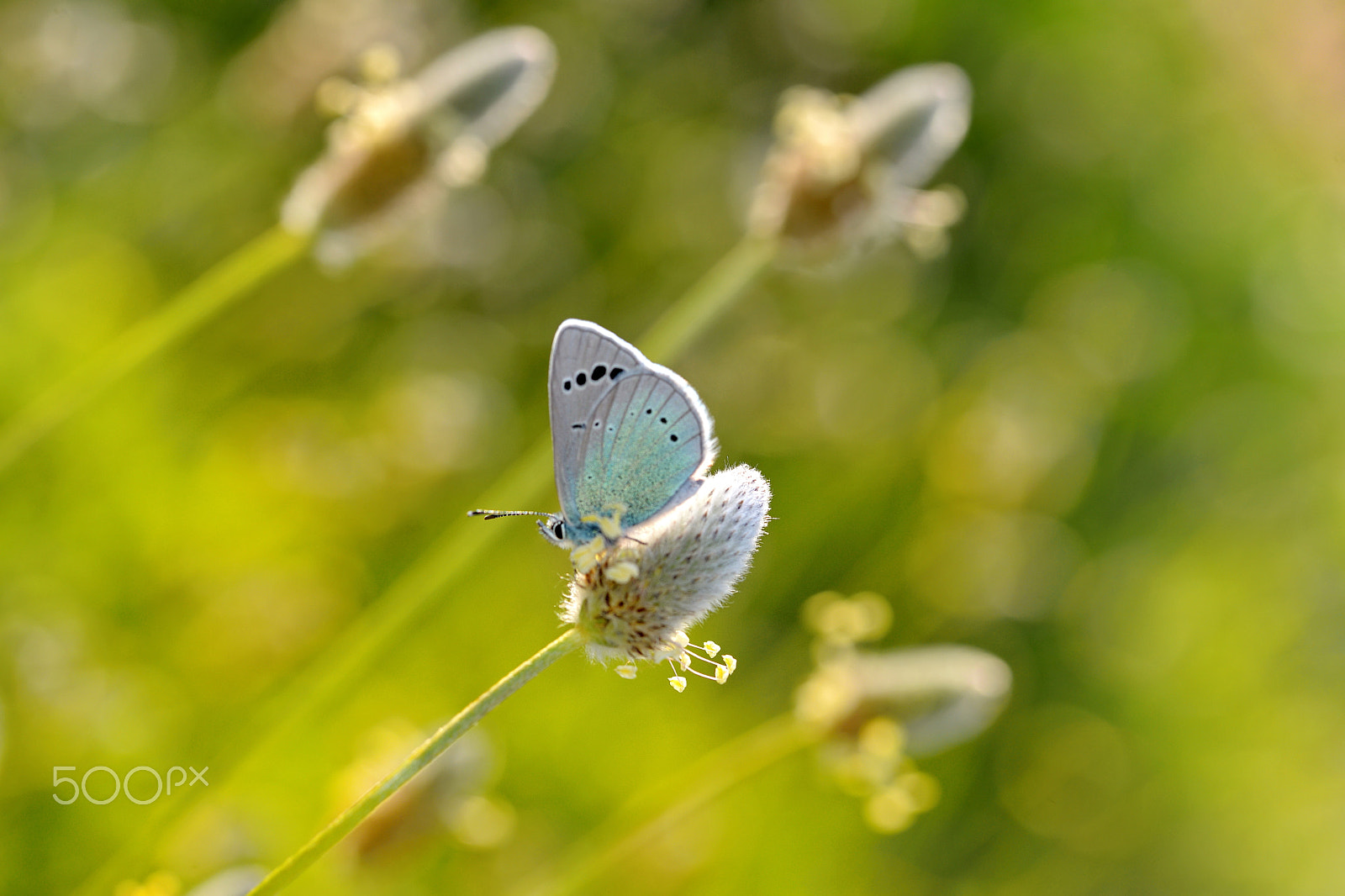 Nikon D610 sample photo. Spring photography
