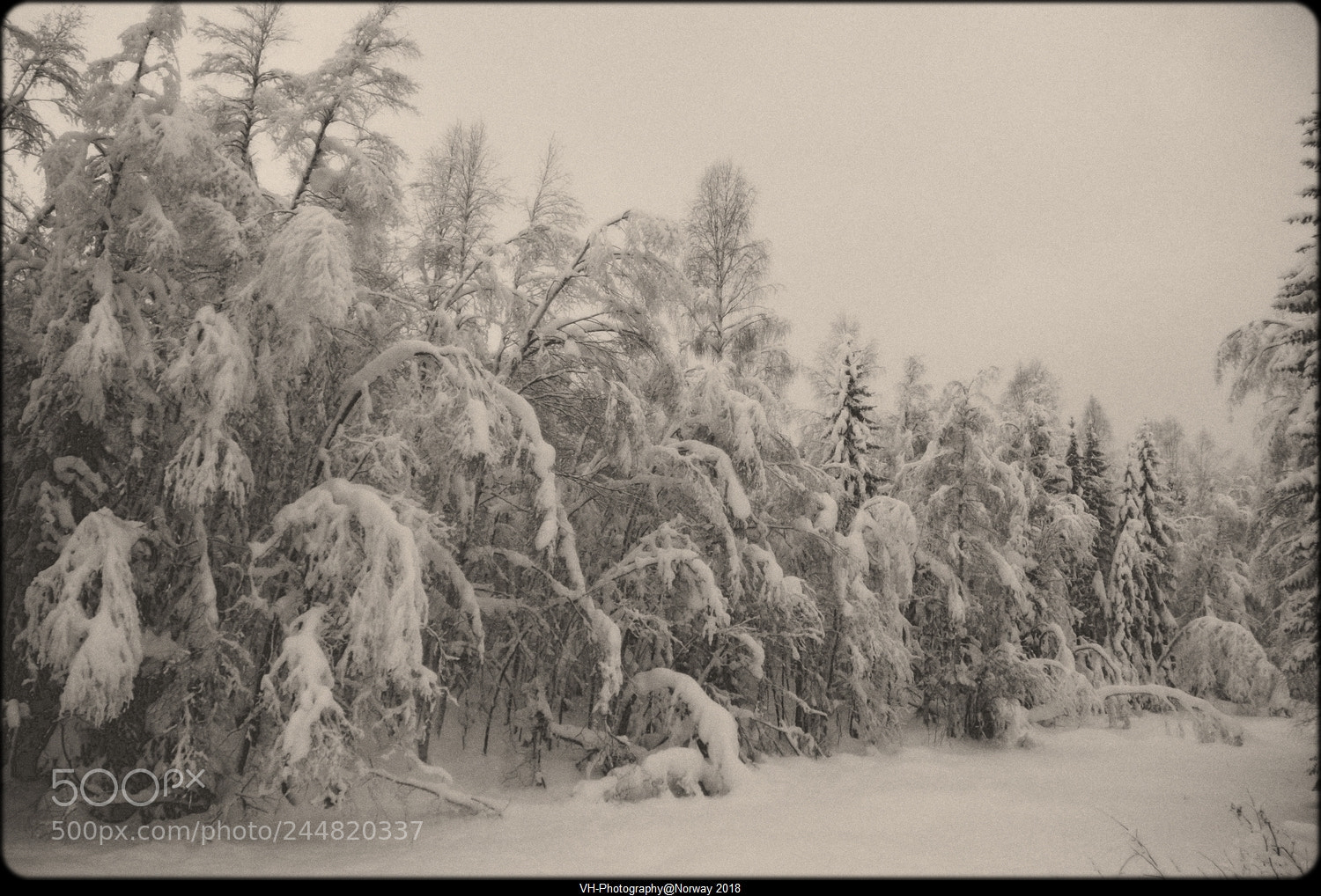 Canon EOS 40D sample photo. Winter paradise photography