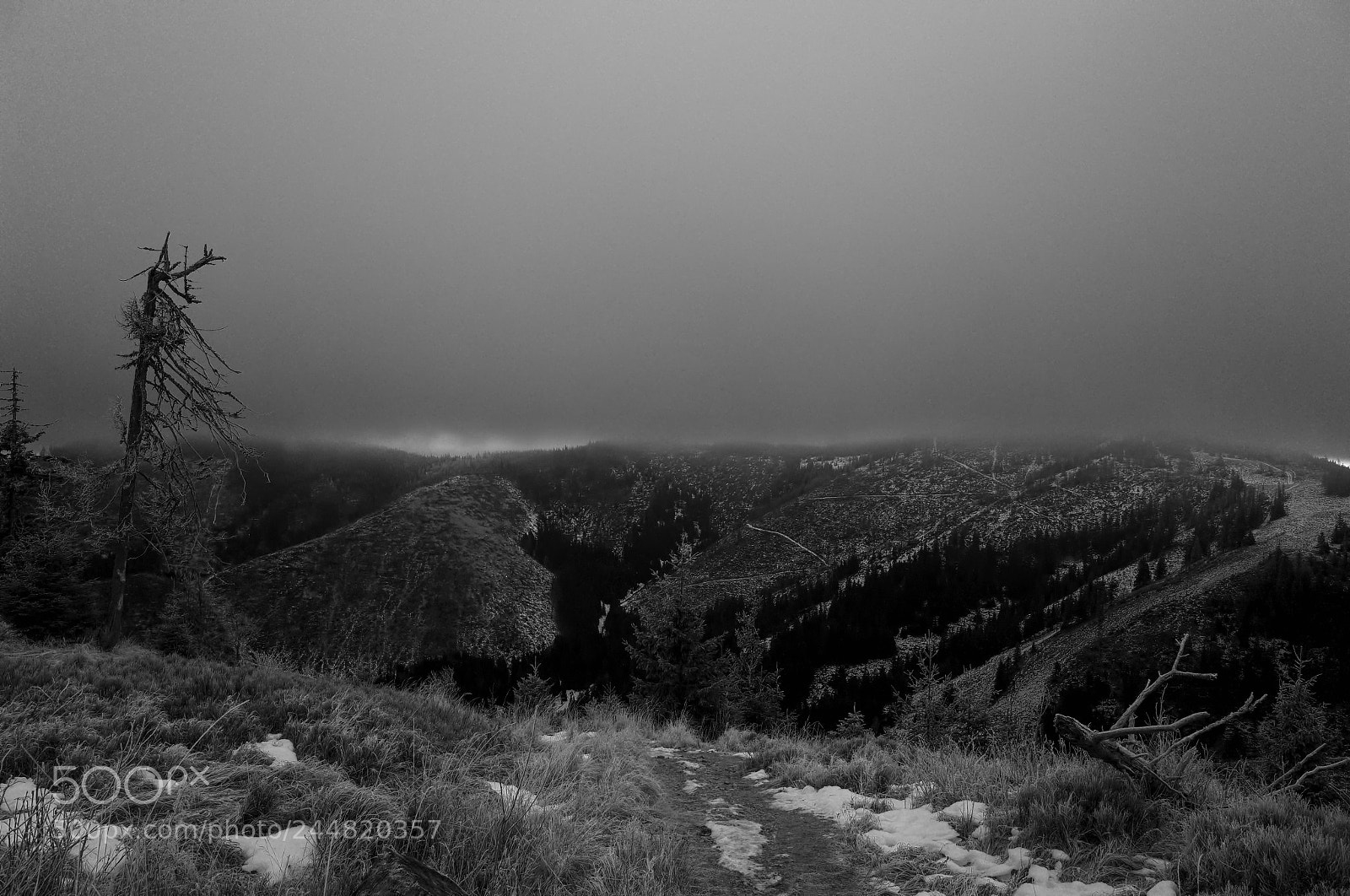 Ricoh GR sample photo. The lone tree photography