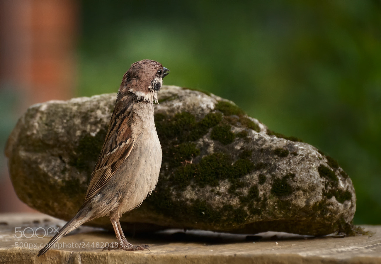 Nikon D90 sample photo. Spy photography