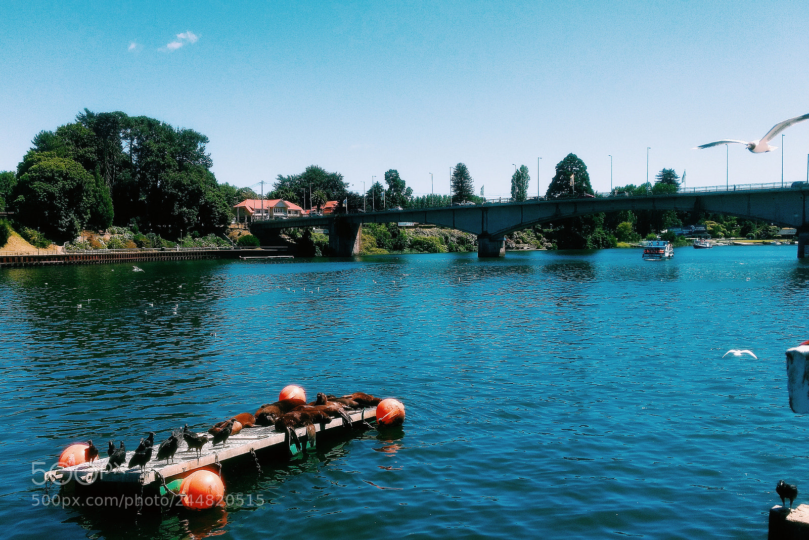 Motorola Moto G (4) sample photo. Valdivia photography