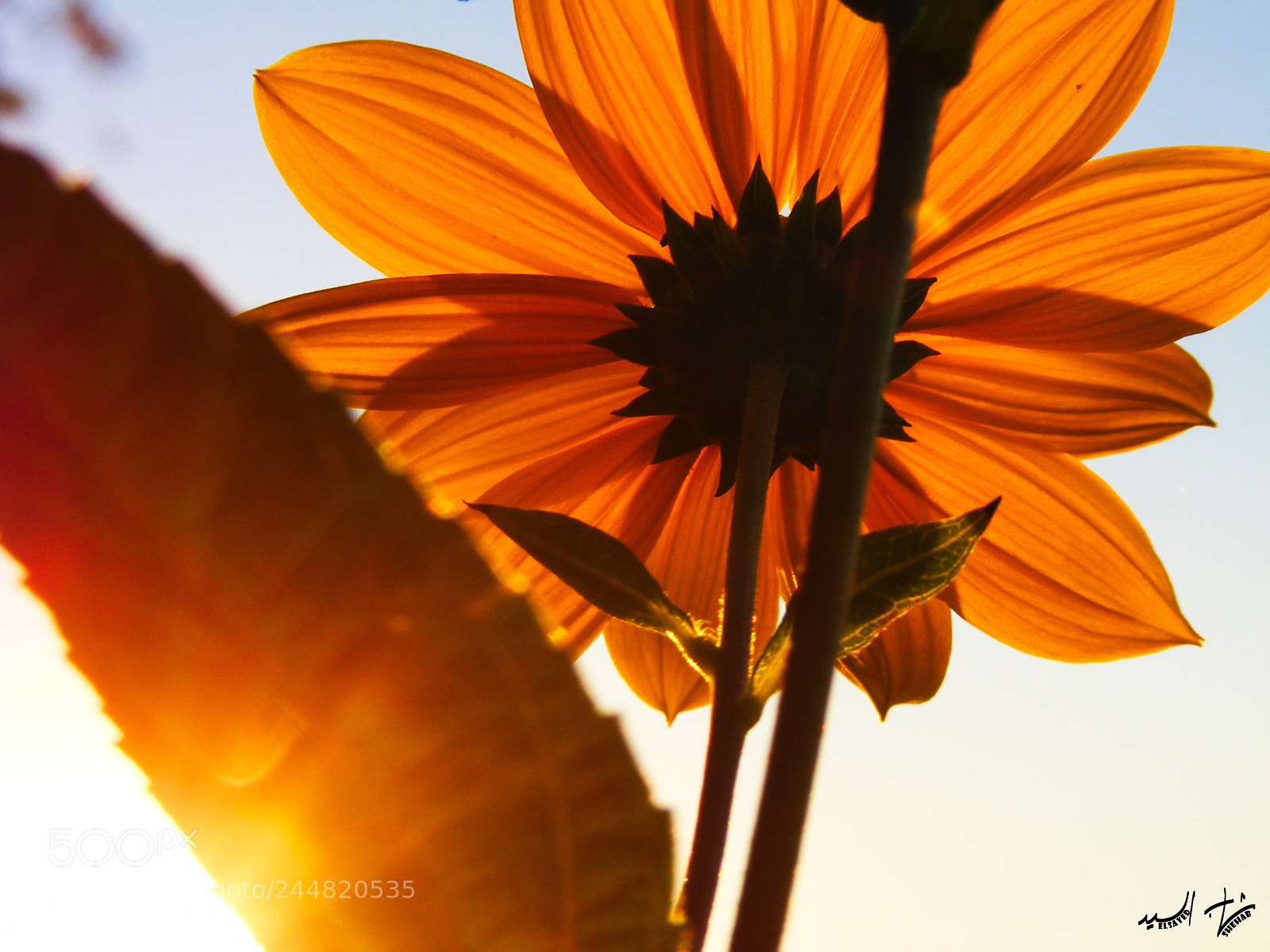 Fujifilm FinePix S5700 S700 sample photo. Sunset blossom photography