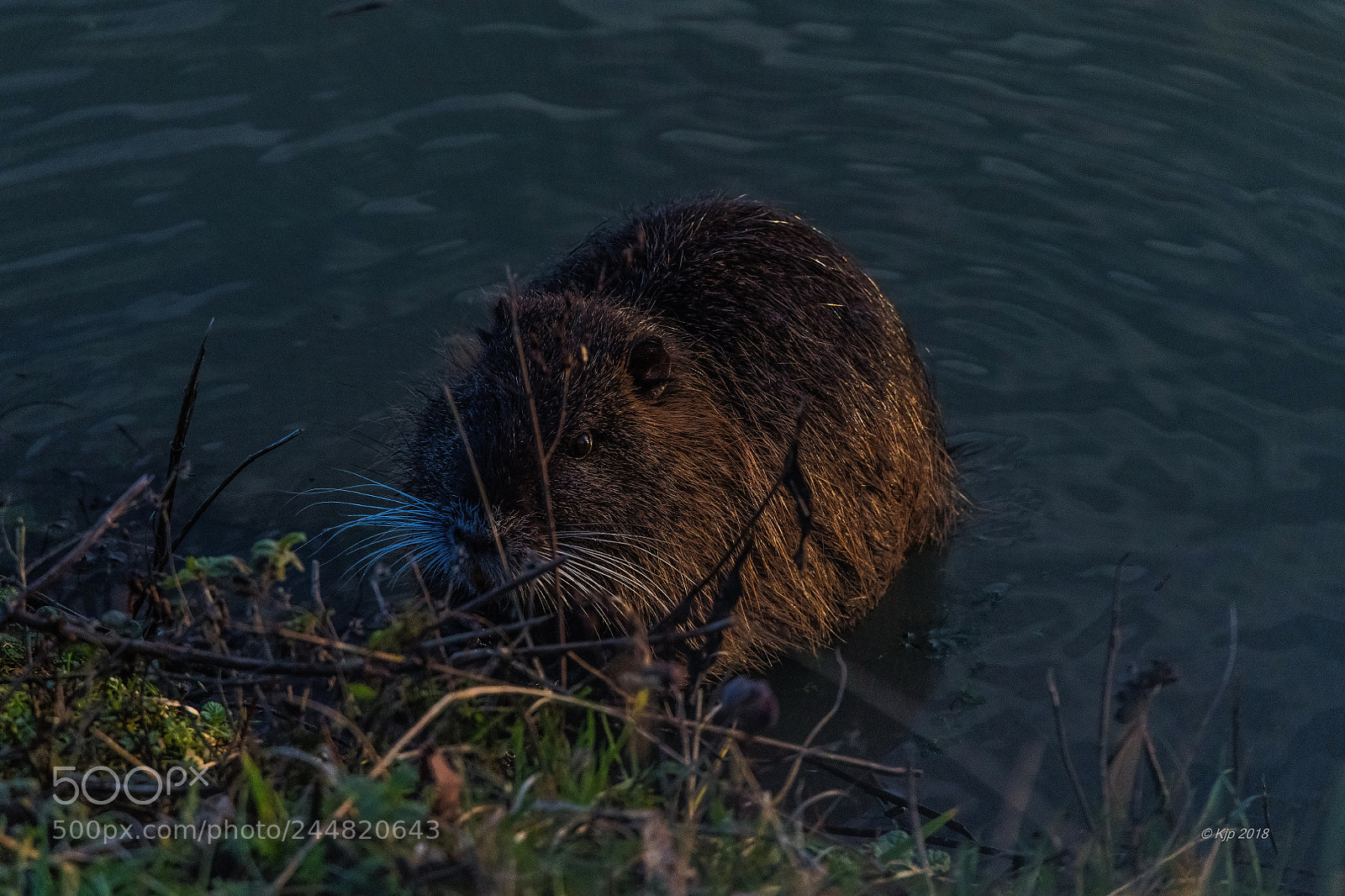 Nikon D850 sample photo. 20180201 photography