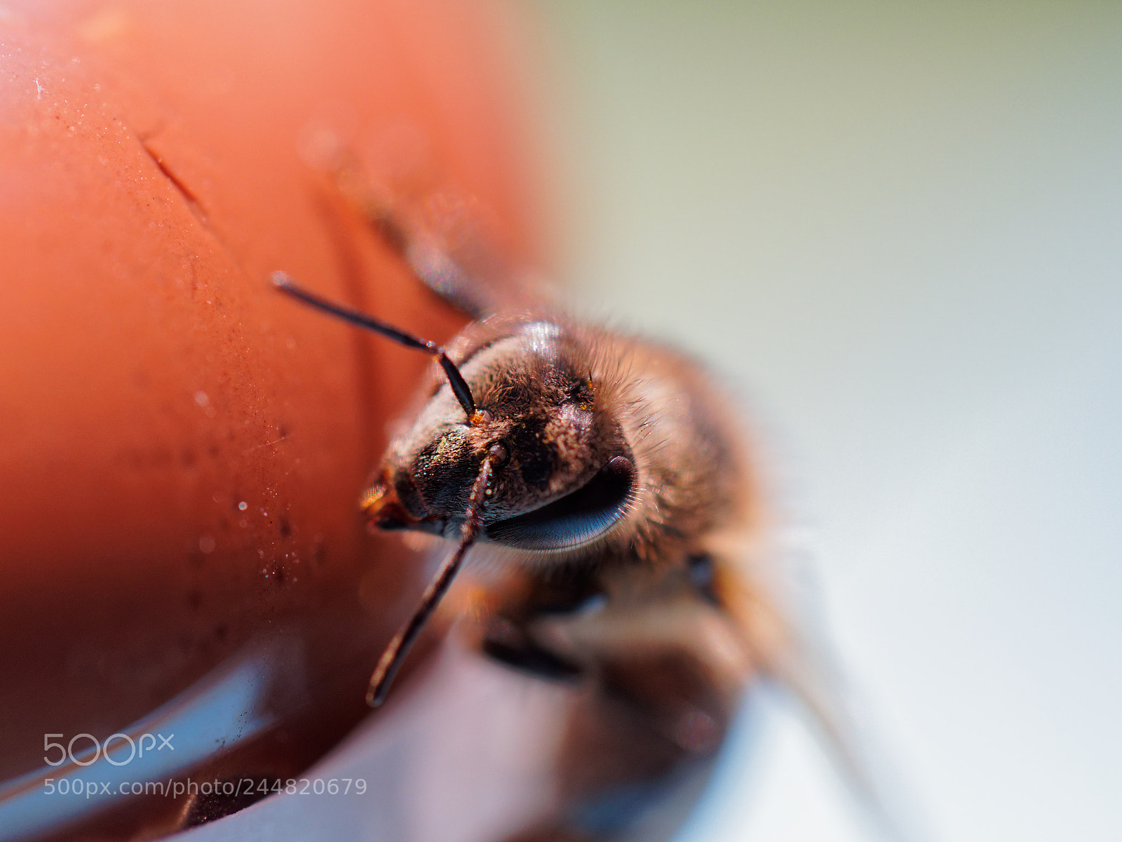 Olympus OM-D E-M10 II sample photo. Abeille photography