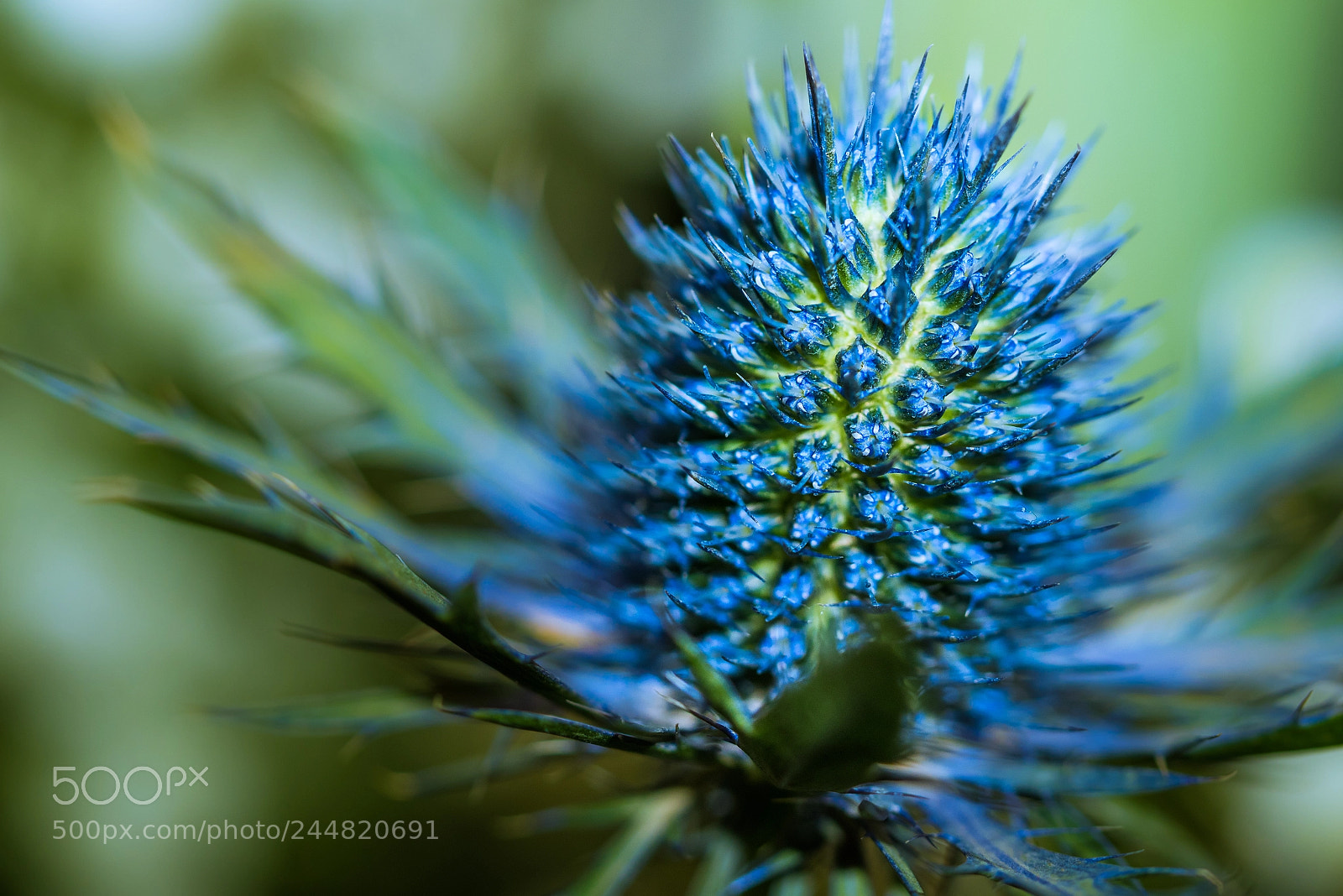 Panasonic Lumix DMC-GX85 (Lumix DMC-GX80 / Lumix DMC-GX7 Mark II) sample photo. Thistle photography