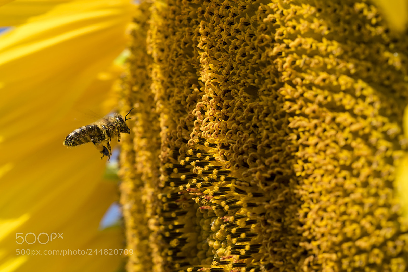 Fujifilm X-T1 sample photo. Biene im anflug auf photography
