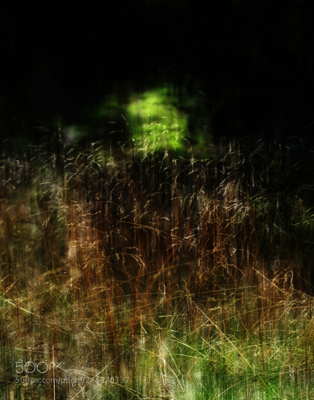 Fujifilm X-E1 sample photo. Your soul photography