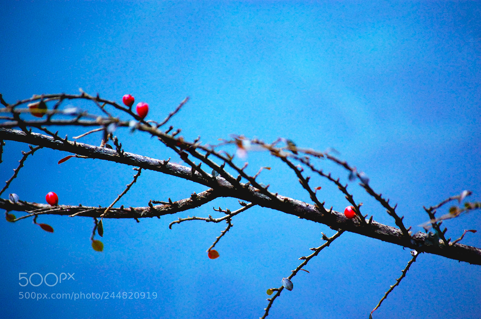 Nikon D40 sample photo. Red berries photography