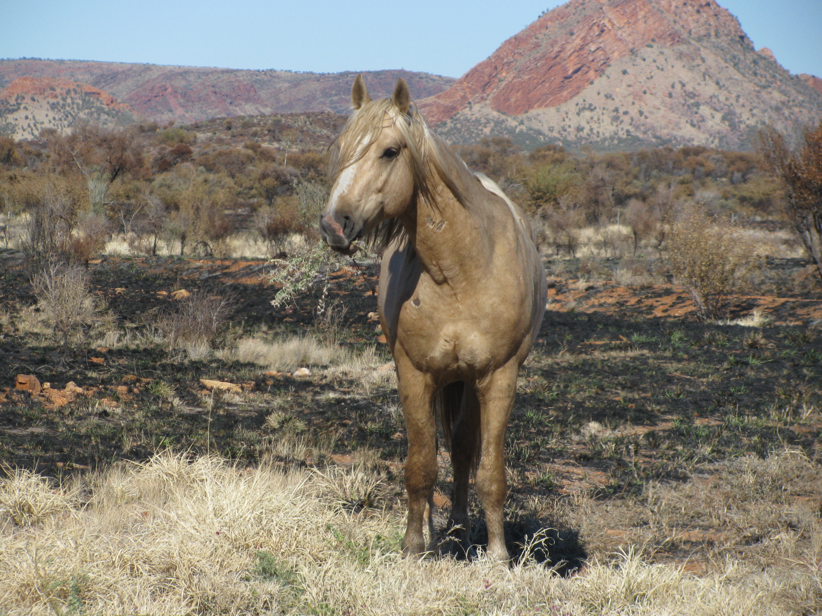 Canon PowerShot SX110 IS sample photo. Brumby photography