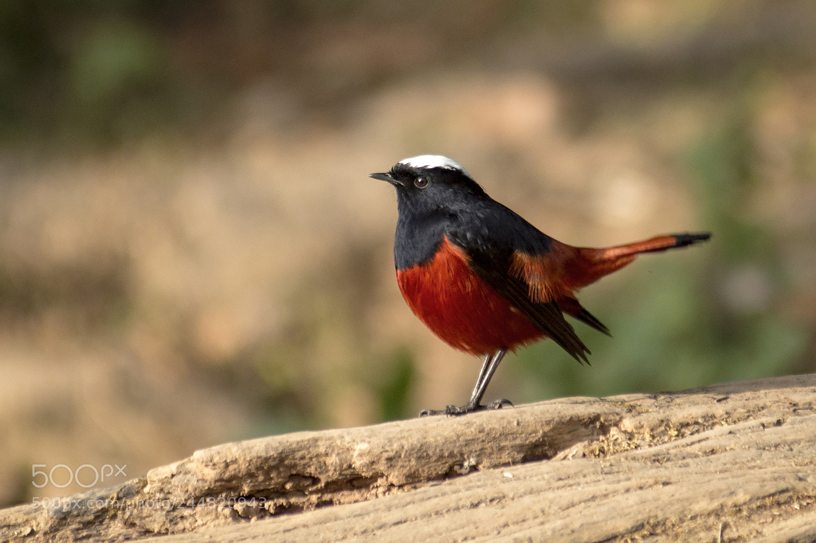 Nikon D7200 sample photo. White capped redstart photography