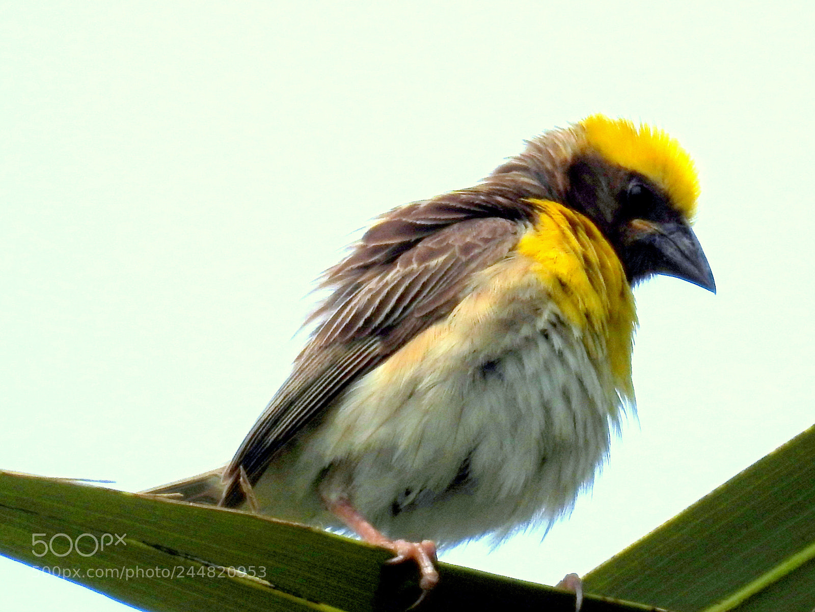 Nikon Coolpix P900 sample photo. Birdwatching.. photography