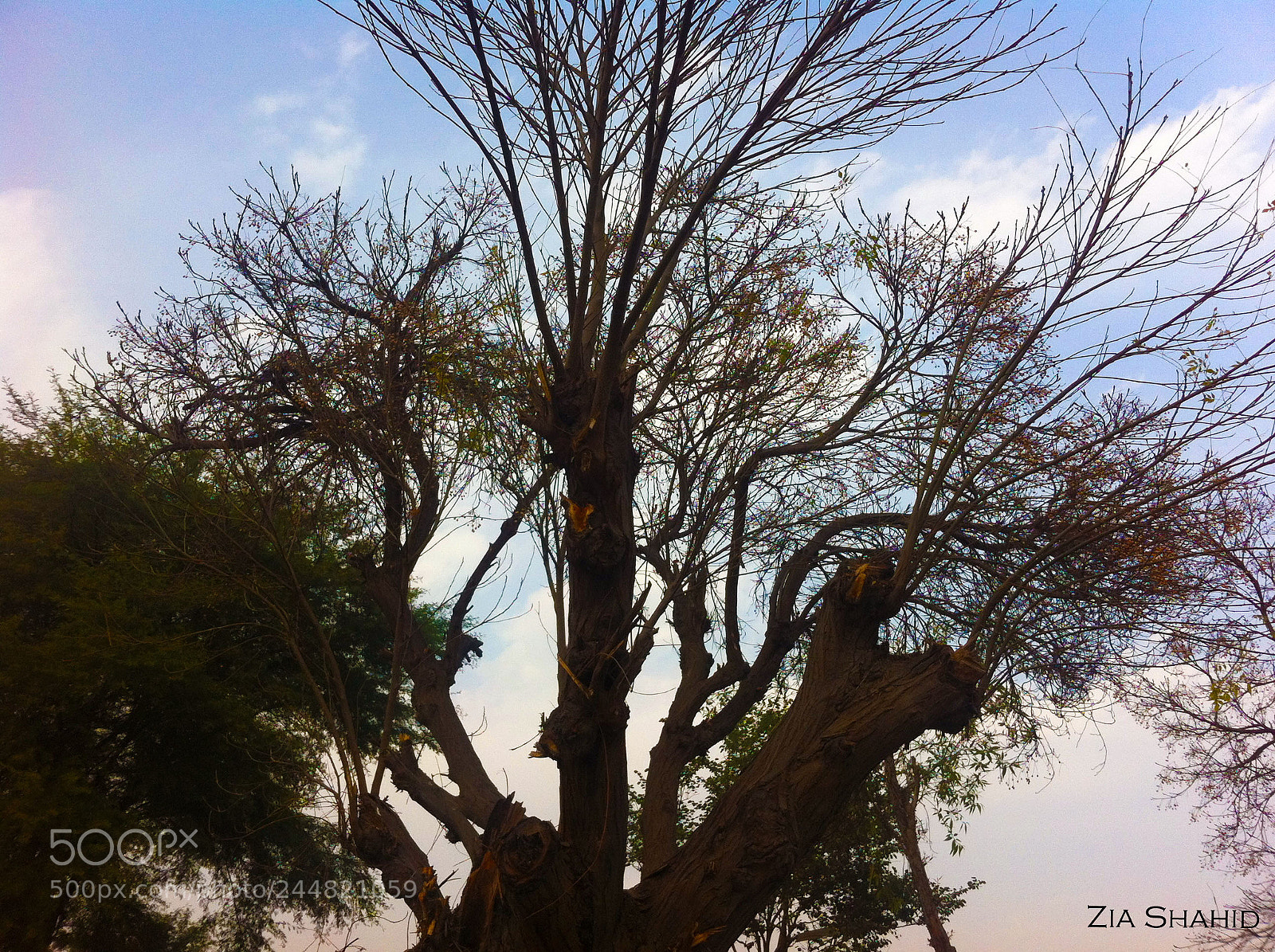 Apple iPhone 4 sample photo. Tree in winter photography