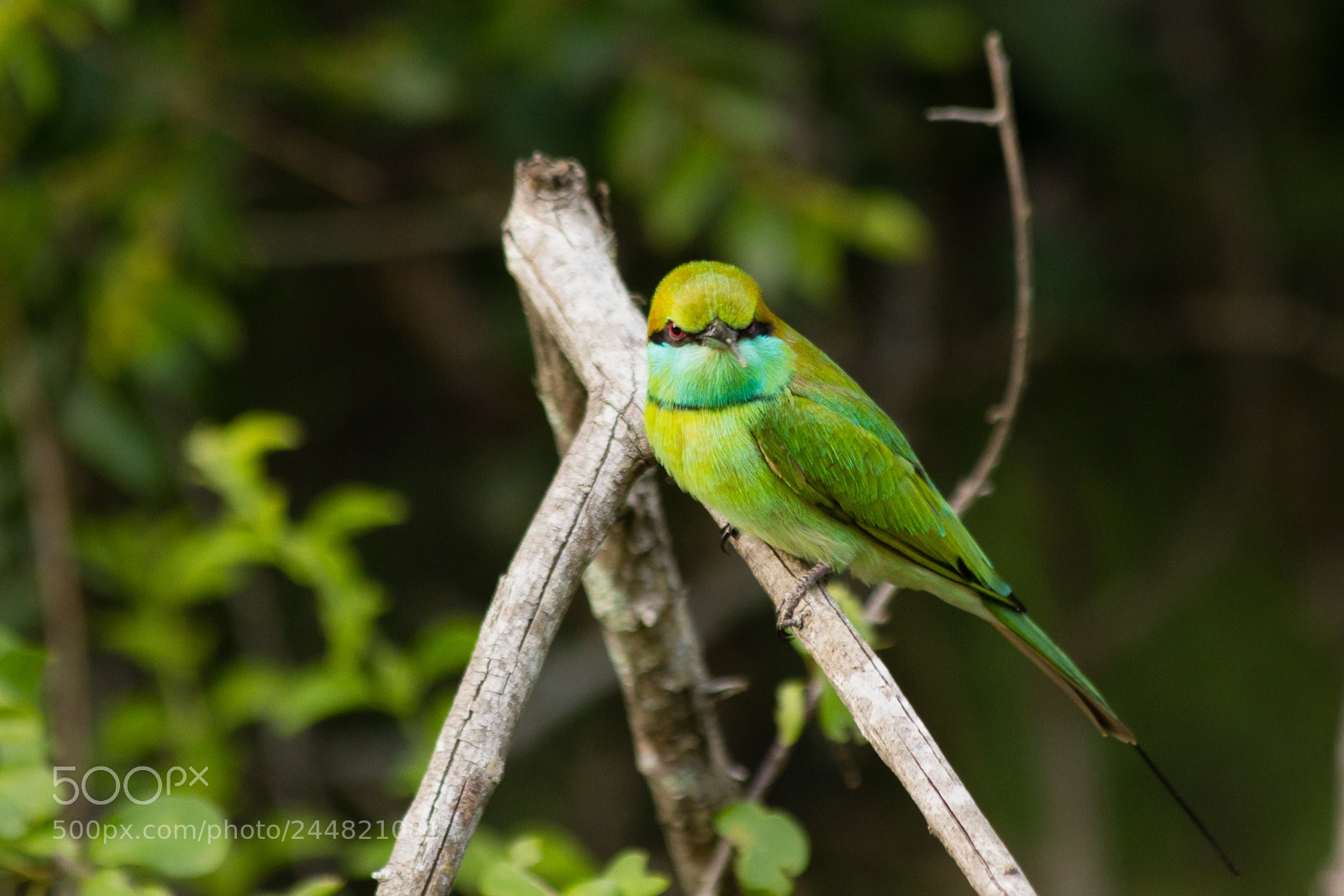 Canon EOS 60D sample photo. Bird watching at yala photography